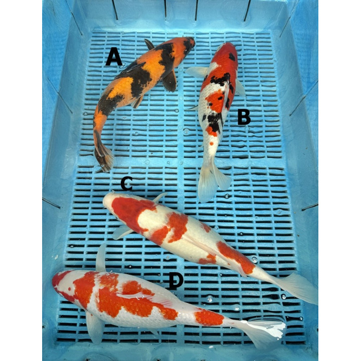 Koi Handpick 35-40cm 7