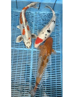 Koi Handpick 40-45cm 1