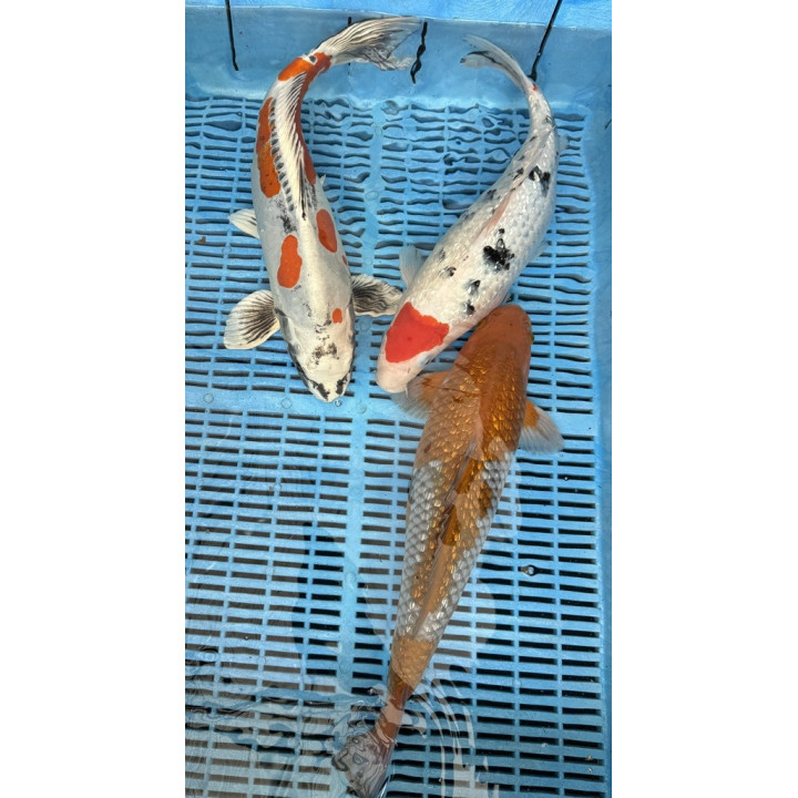 Koi Handpick 40-45cm 1