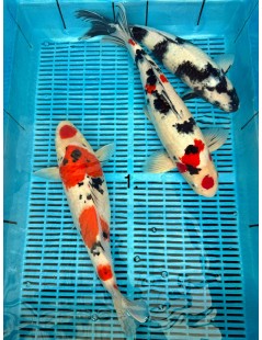 Koi Handpick 40-45cm 2
