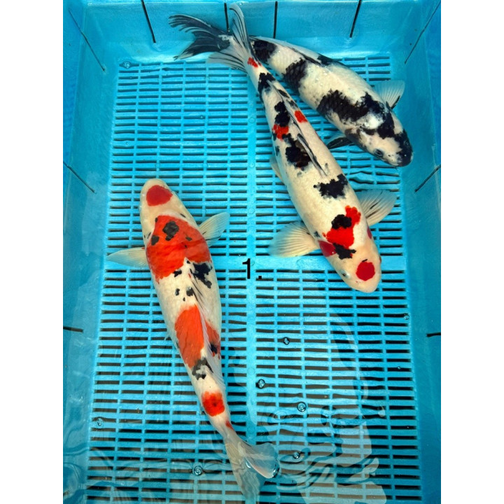 Koi Handpick 40-45cm 2