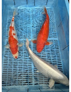 Koi Handpick 40-45cm 3