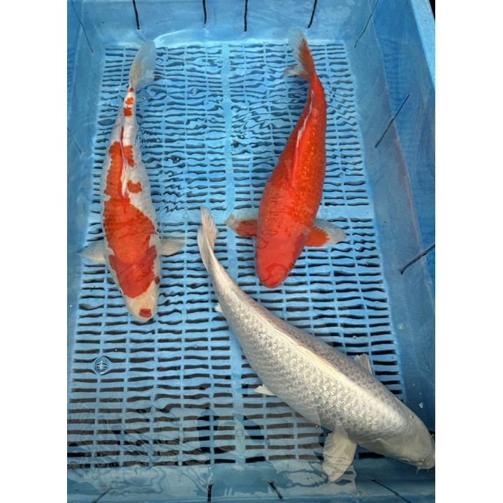 Koi Handpick 40-45cm 3