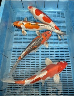 Koi Handpick 40-45cm 4