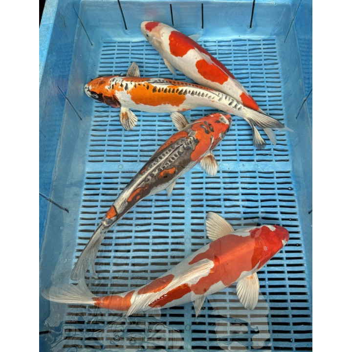 Koi Handpick 40-45cm 4