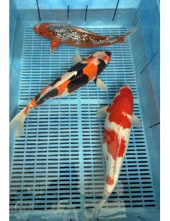 Koi Handpick 40-45cm 5