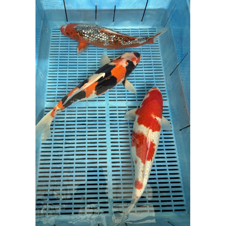 Koi Handpick 40-45cm 5
