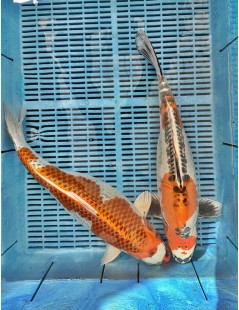 Koi Handpick 45-50cm 2