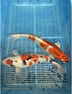 Koi Handpick 45-50cm 5