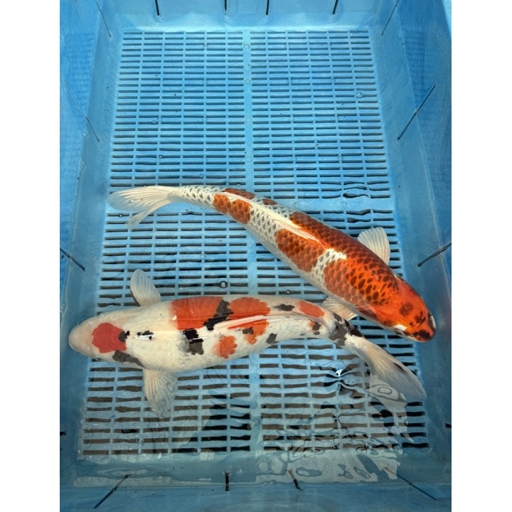 Koi Handpick 45-50cm 5
