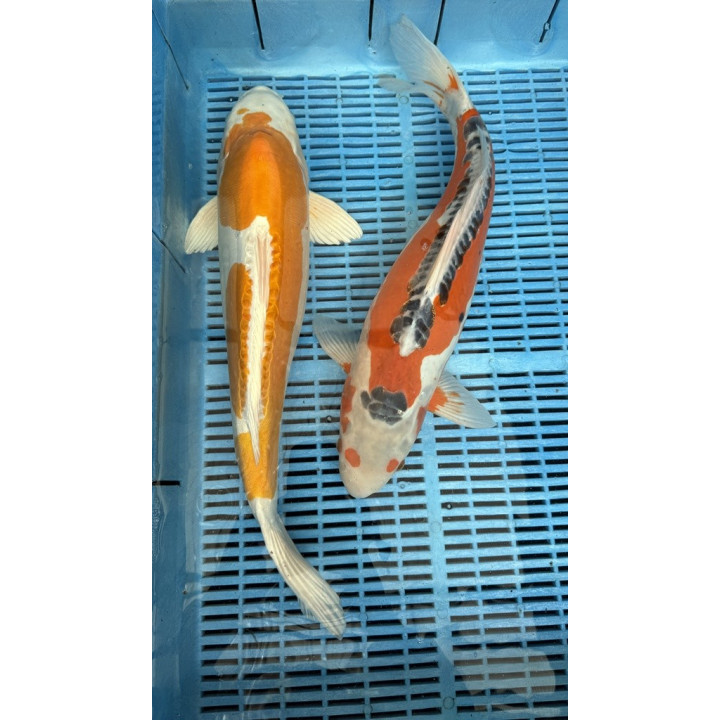 Koi Handpick 45-50cm 7