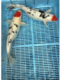 Koi Handpick 45-50cm 3