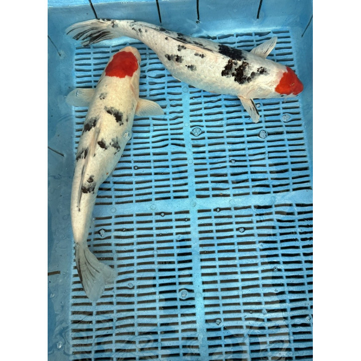 Koi Handpick 45-50cm 3