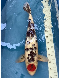 Koi Handpick 50-55cm 1