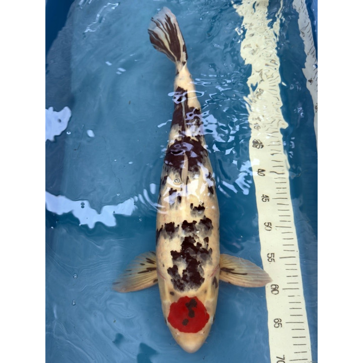 Koi Handpick 50-55cm 1