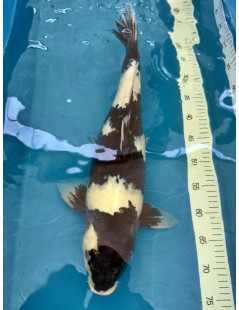 Koi Handpick 50-55cm 2