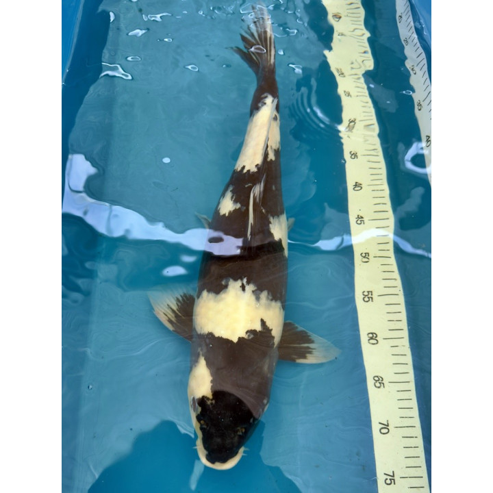 Koi Handpick 50-55cm 2