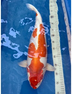 Koi Handpick 50-55cm 3