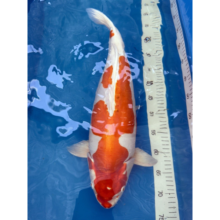 Koi Handpick 50-55cm 3