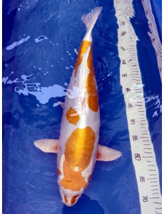 Koi Handpick 50-55cm 4