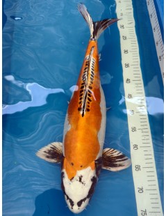 Koi Handpick 50-55cm 5