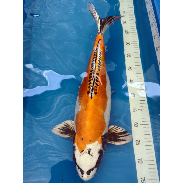 Koi Handpick 50-55cm 5