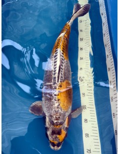 Koi Handpick 50-55cm 6