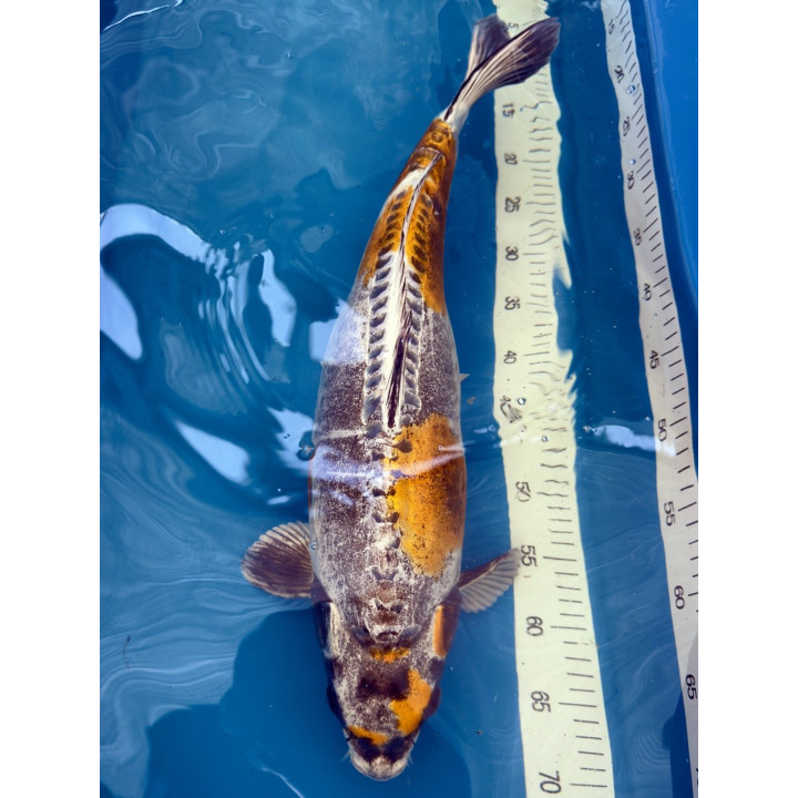 Koi Handpick 50-55cm 6