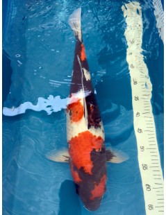 Koi Handpick 50-55cm 7