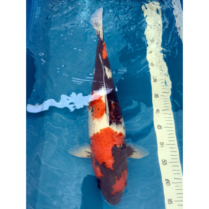 Koi Handpick 50-55cm 7