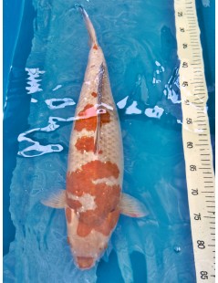 Koi Handpick 50-55cm 8