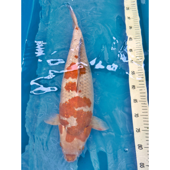 Koi Handpick 50-55cm 8