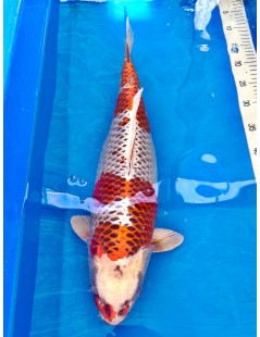 Koi Handpick 50-55cm 9