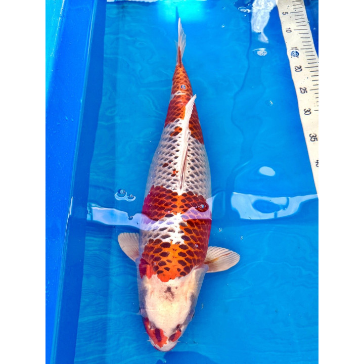 Koi Handpick 50-55cm 9