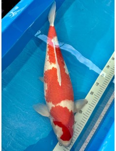Koi Handpick 55-60cm 1
