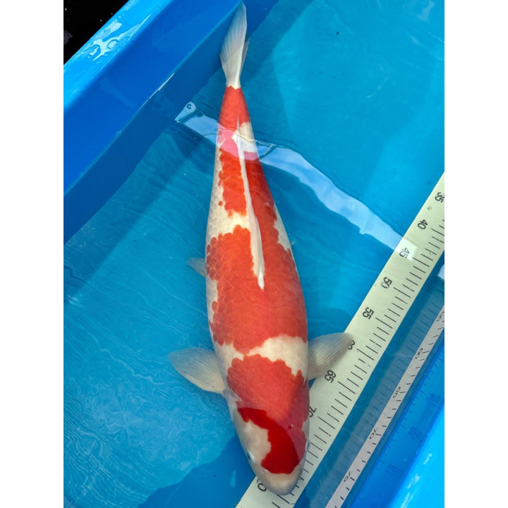 Koi Handpick 55-60cm 1