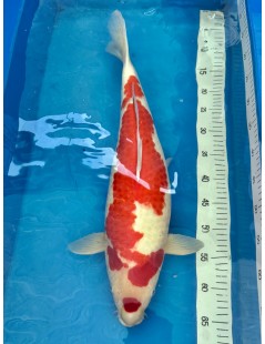 Koi Handpick 55-60cm 2