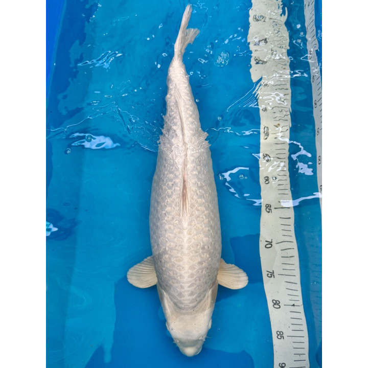 Koi Handpick 55-60cm 3