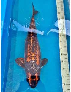 Koi Handpick 55-60cm 4