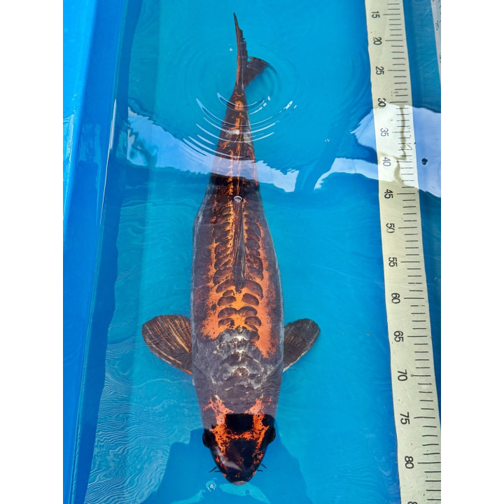 Koi Handpick 55-60cm 4