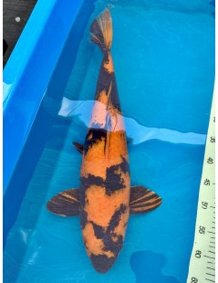 Koi Handpick 55-60cm 5
