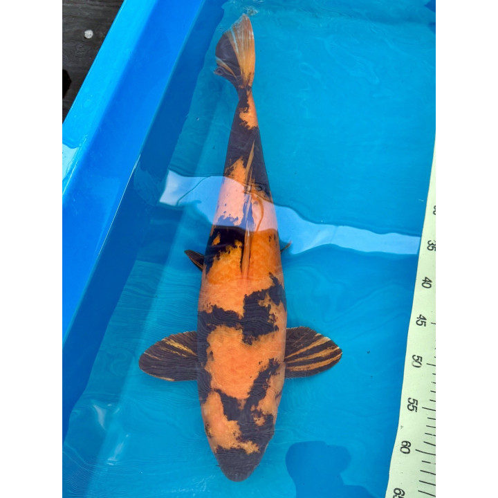 Koi Handpick 55-60cm 5