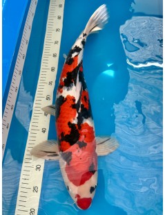 Koi Handpick 55-60cm 6