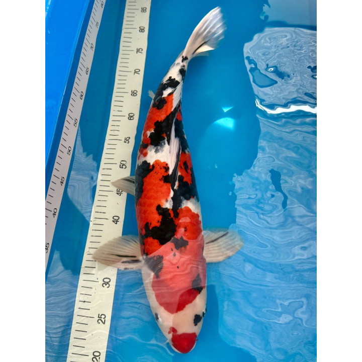 Koi Handpick 55-60cm 6