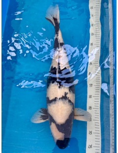 Koi Handpick 55-60cm 7