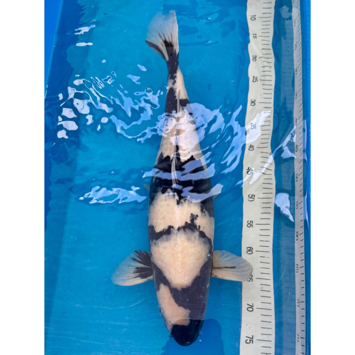 Koi Handpick 55-60cm 7