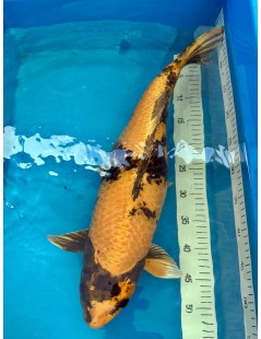 Koi Handpick 55-60cm 8