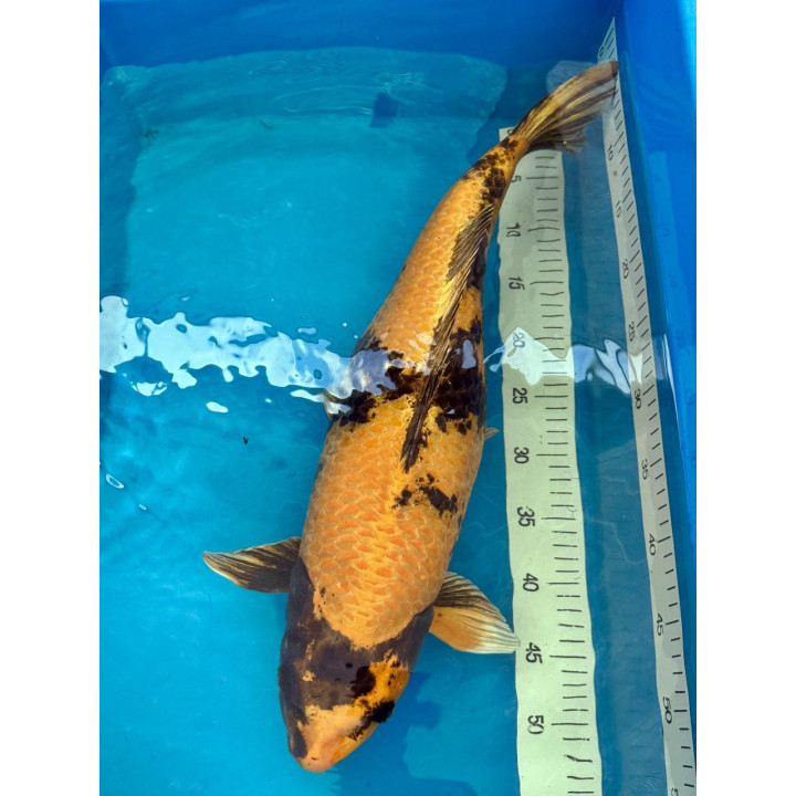 Koi Handpick 55-60cm 8