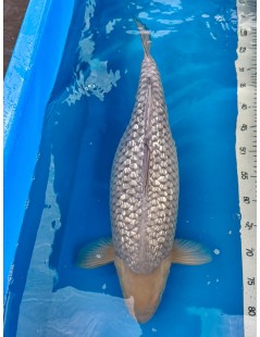 Koi Handpick 55-60cm 9