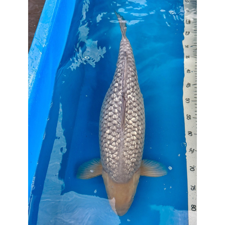 Koi Handpick 55-60cm 9